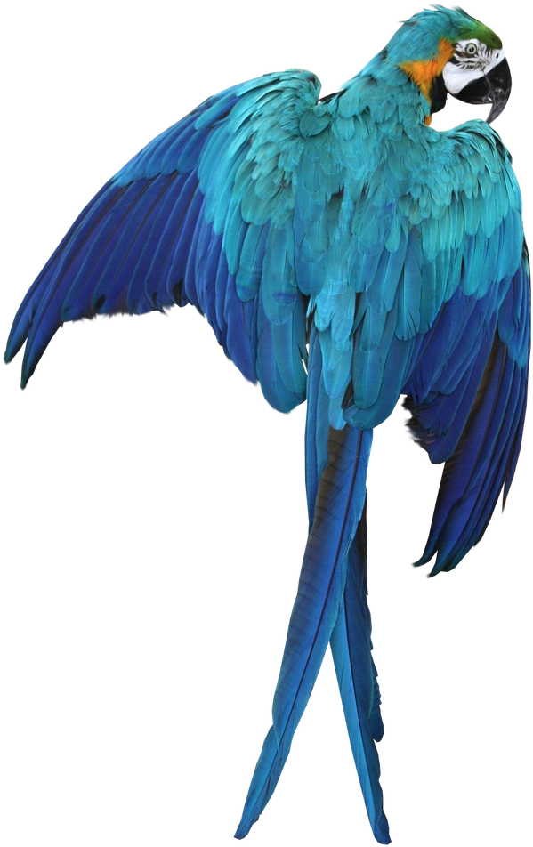Macaw PNG Clipart Background