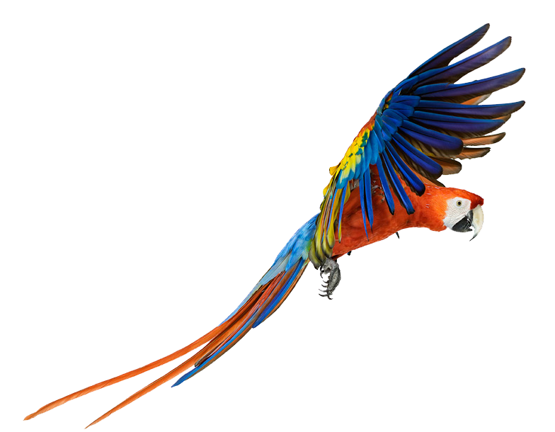 Macaw PNG Free File Download