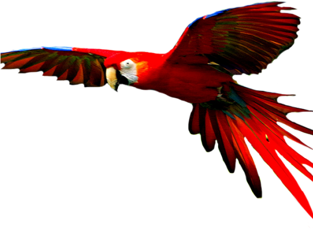 Macaw PNG Free File Download