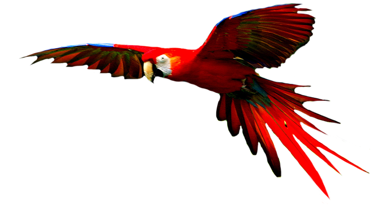 Macaw PNG HD Quality