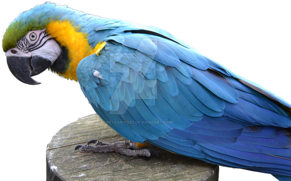 Macaw PNG HD Quality
