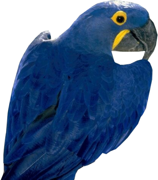 Macaw PNG Images HD