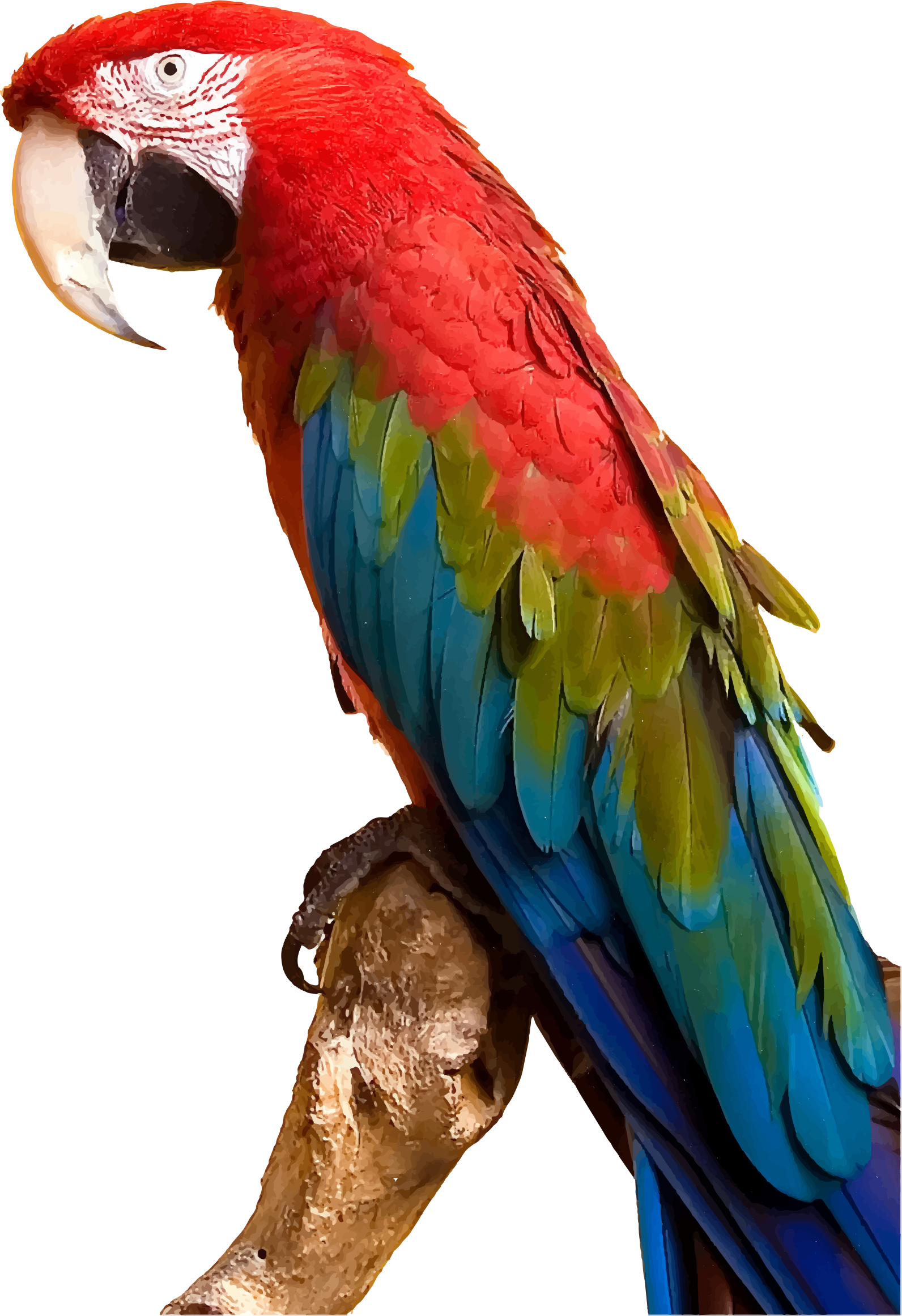 Macaw PNG Photo Image