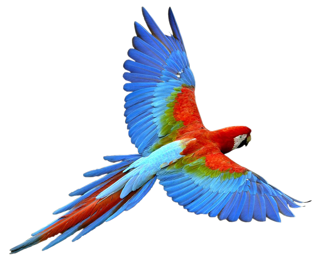 Macaw PNG Pic Background