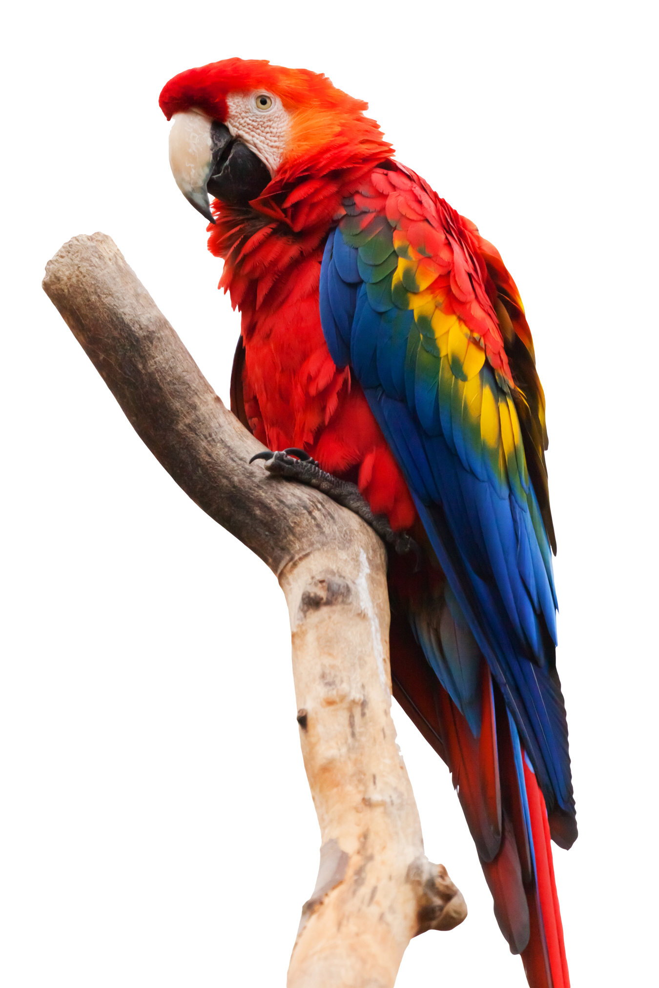 Macaw Transparent Background