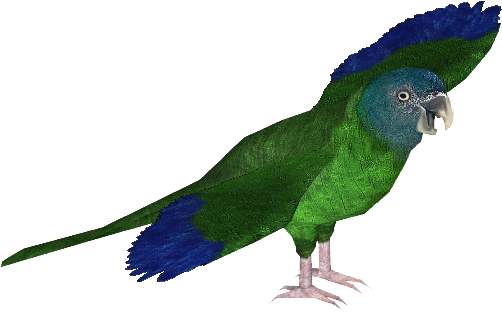 Macaw Transparent File