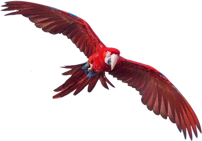 Macaw Transparent Free PNG