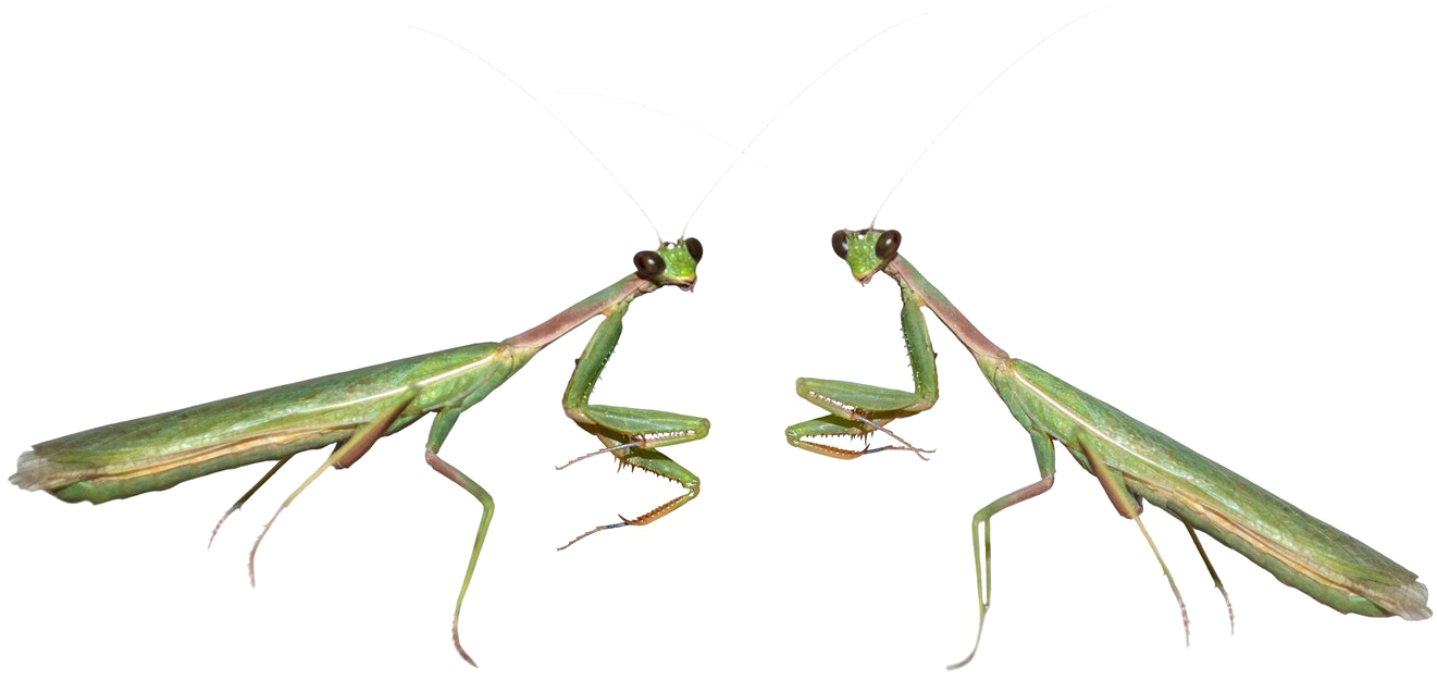 Mantis PNG HD Quality