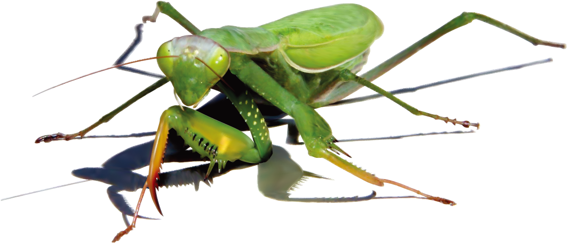 Mantis PNG Pic Background