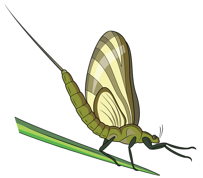 Mayfly Download Free PNG