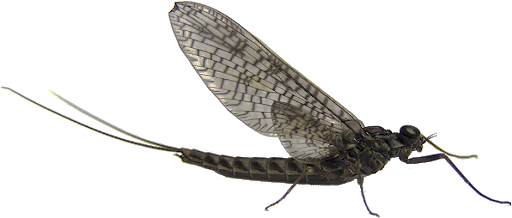 Mayfly Free Picture PNG