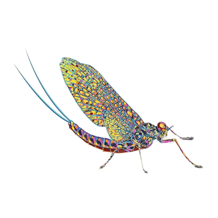 Mayfly Transparent PNG
