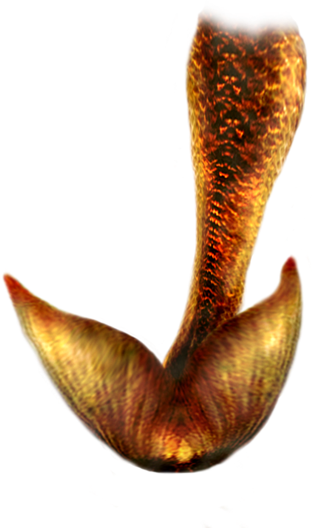 Mermaid Tail Transparent File