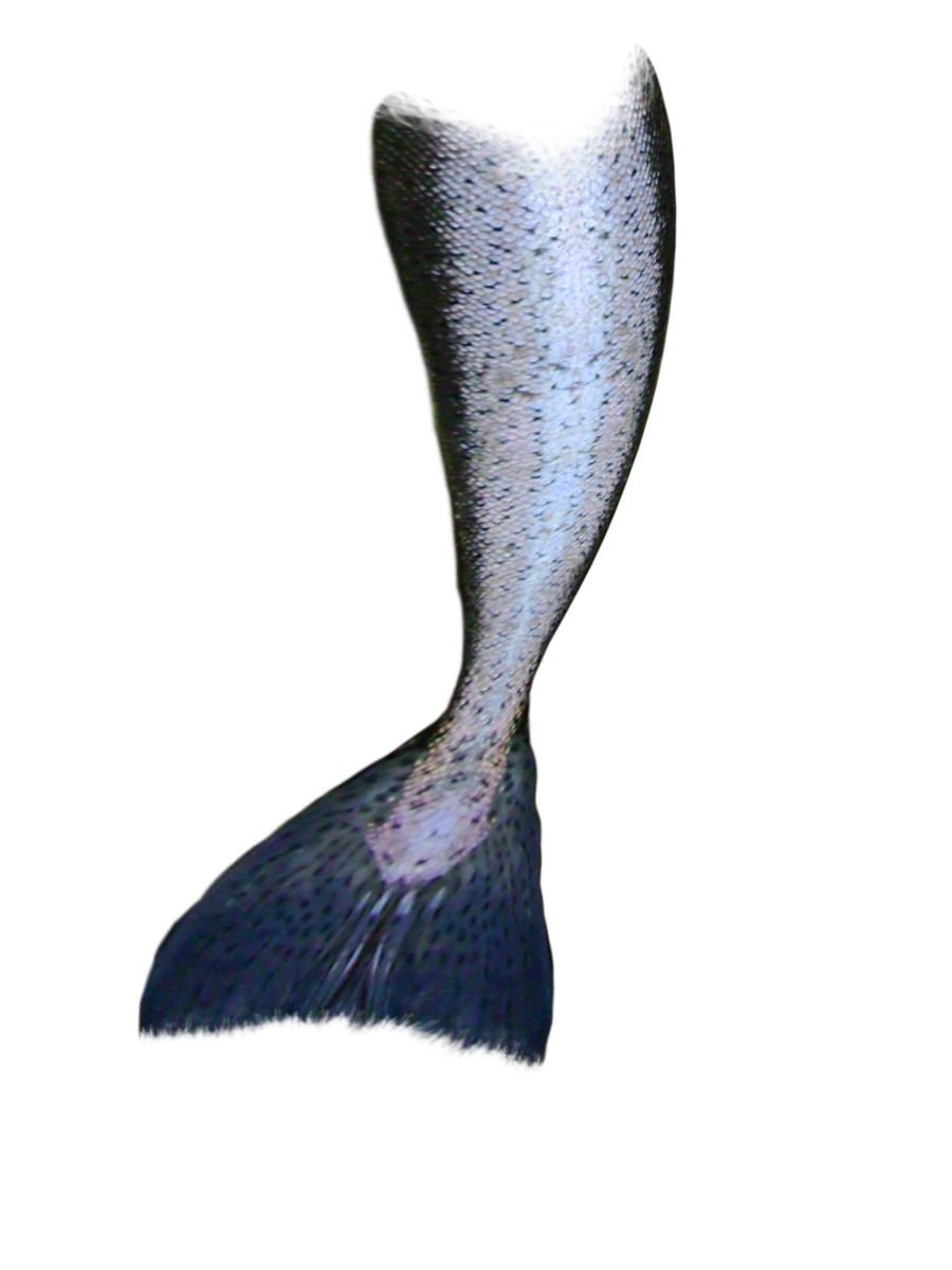 Mermaid Tail Transparent Free PNG