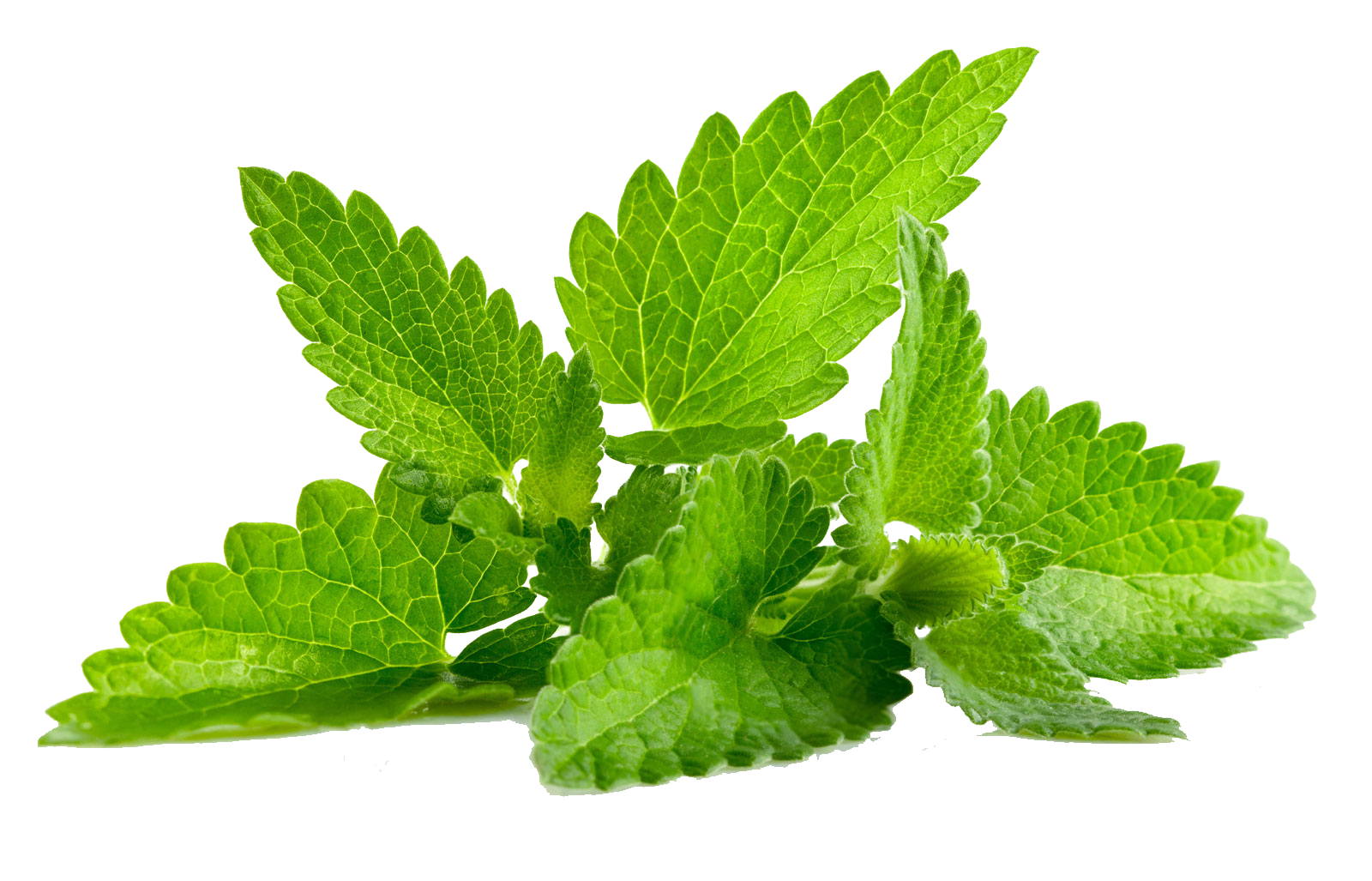 Mint Leaves Background PNG Image