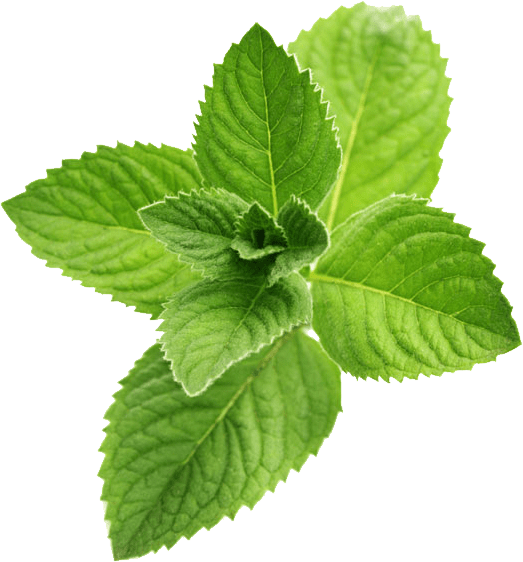 Mint Leaves Free PNG