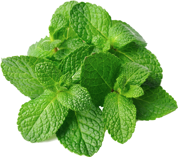 Mint Leaves PNG Clipart Background