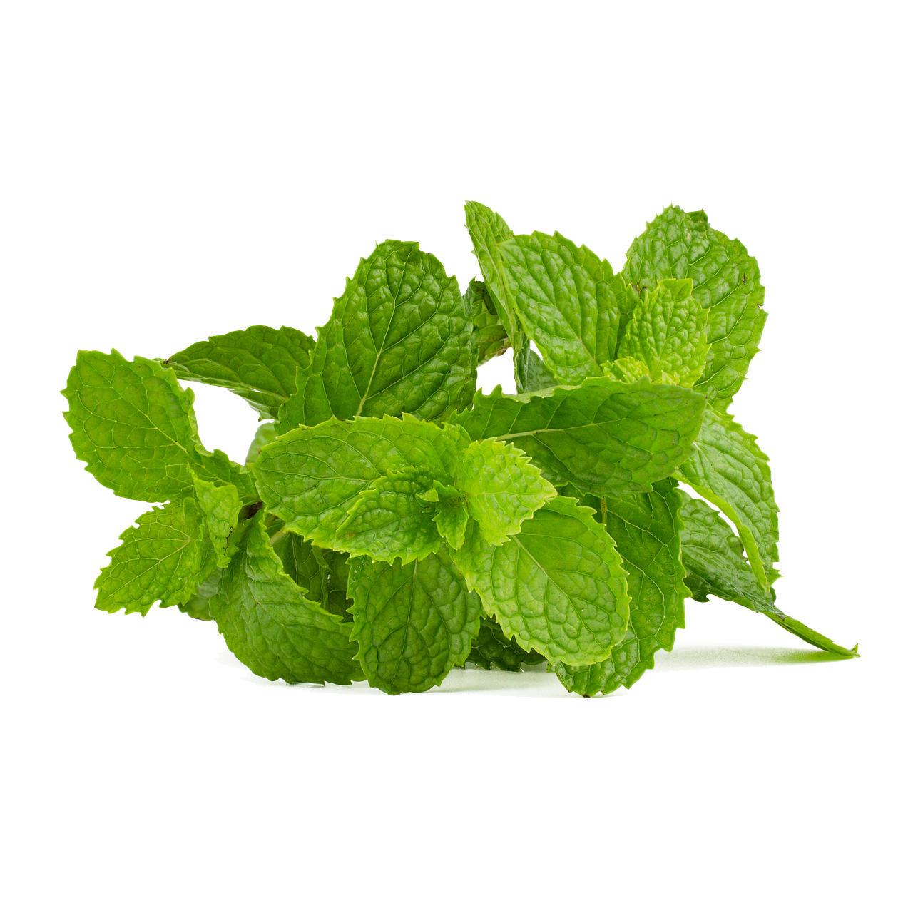 Mint Leaves PNG Images HD