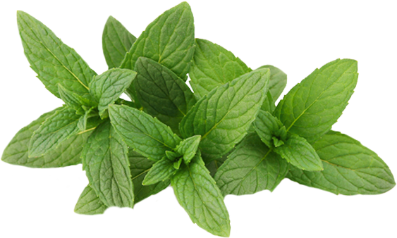 Mint Leaves PNG Photo Image