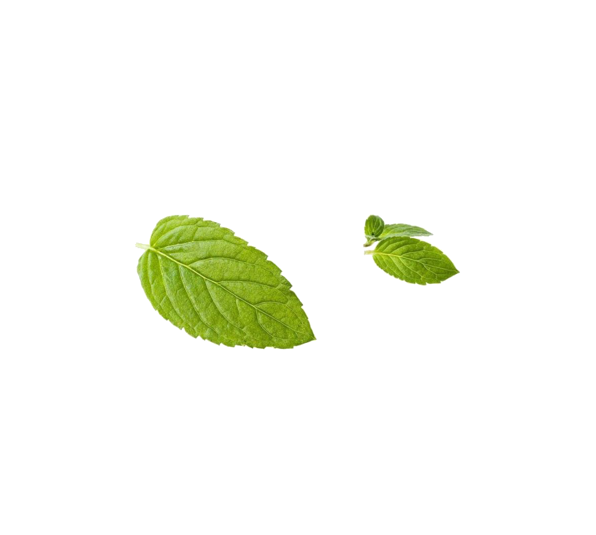 Mint Leaves Transparent Background