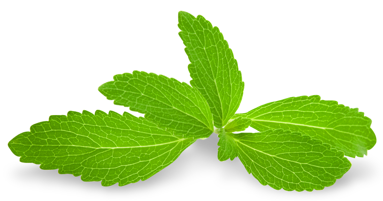 Mint Leaves Transparent Image