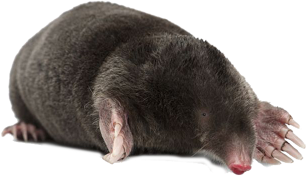 Mole Animal PNG Clipart Background
