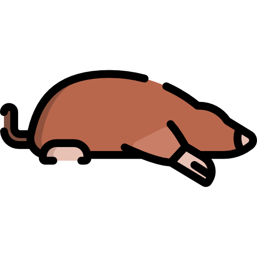 Mole Animal PNG Images HD