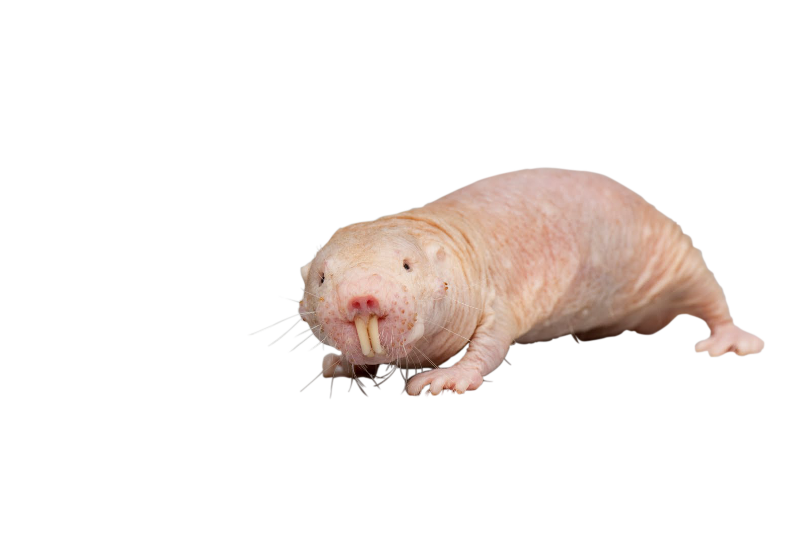 Mole Animal PNG Pic Background