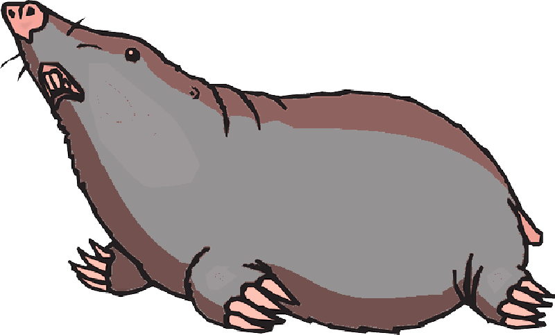 Mole Animal Transparent File