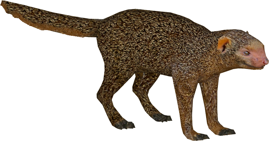 Mongooses Free PNG