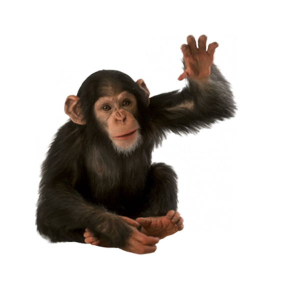 Monkey Background PNG