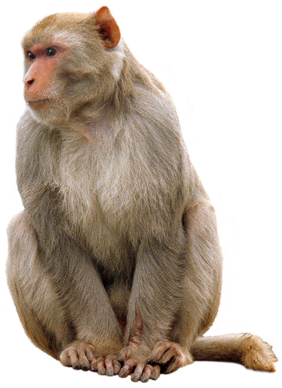 Monkey PNG Clipart Background