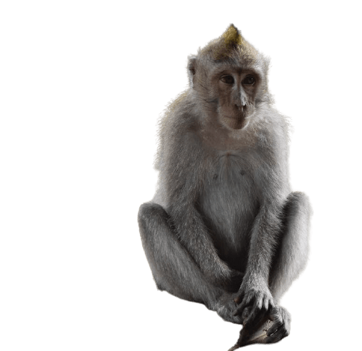 Monkey PNG Free File Download