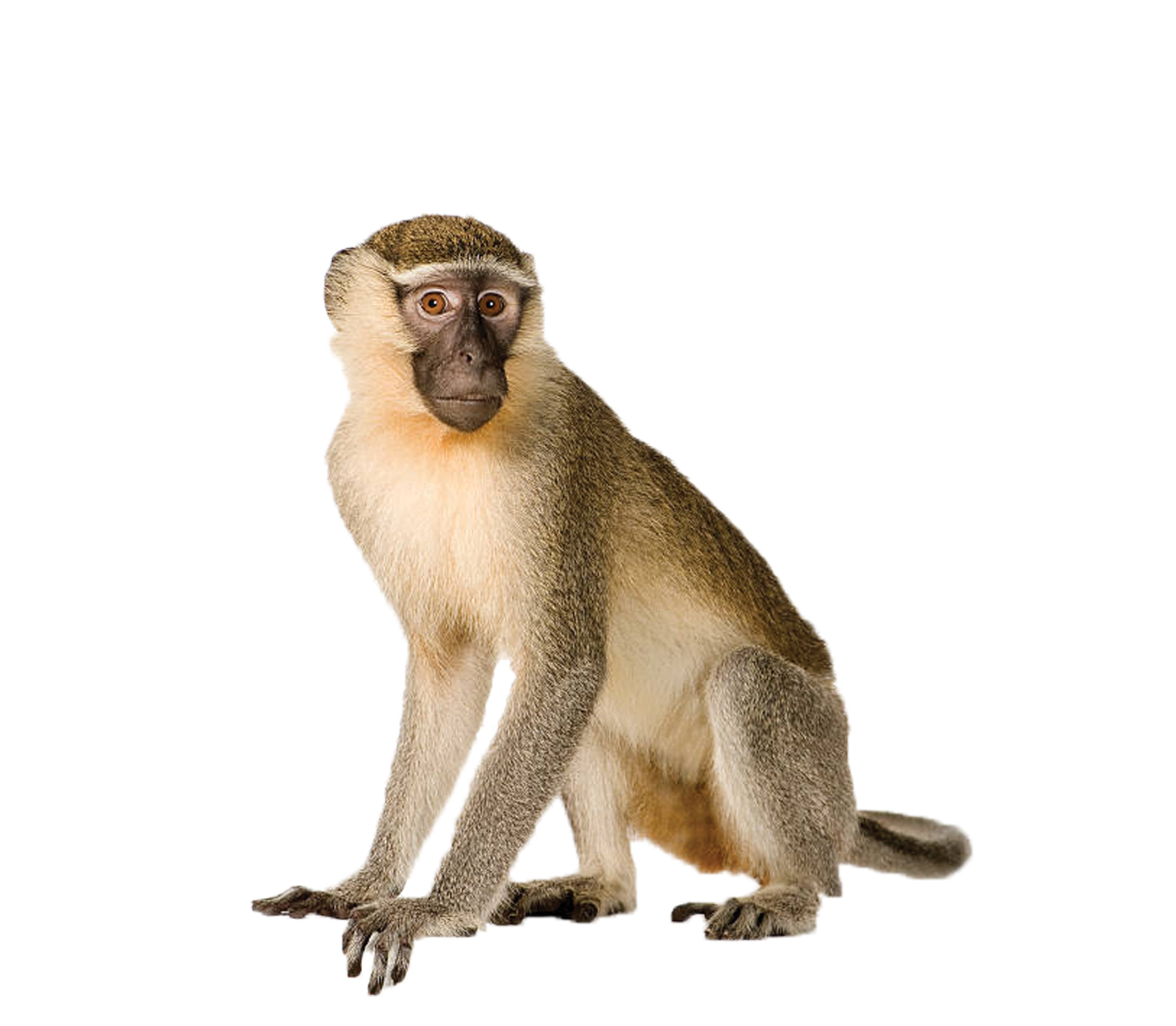Monkey PNG Photo Image