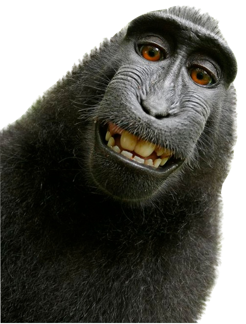 Monkey PNG Pic Background