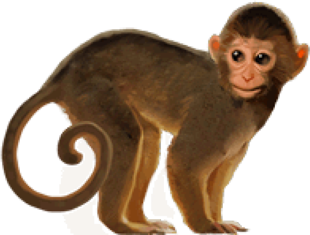 Monkey Transparent Background