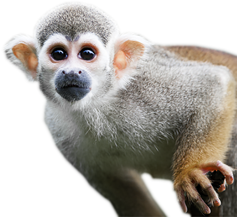 Monkey Transparent Free PNG