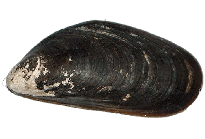 Mussels Download Free PNG