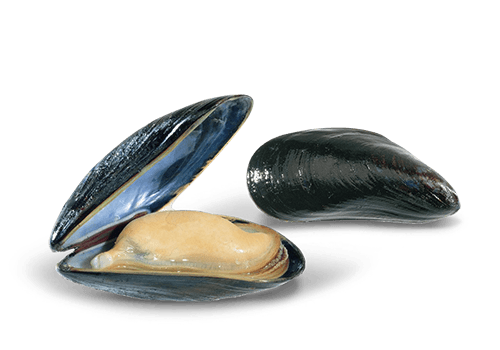 Mussels PNG Background
