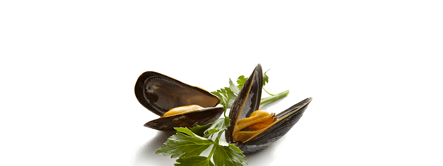 Mussels PNG Free File Download