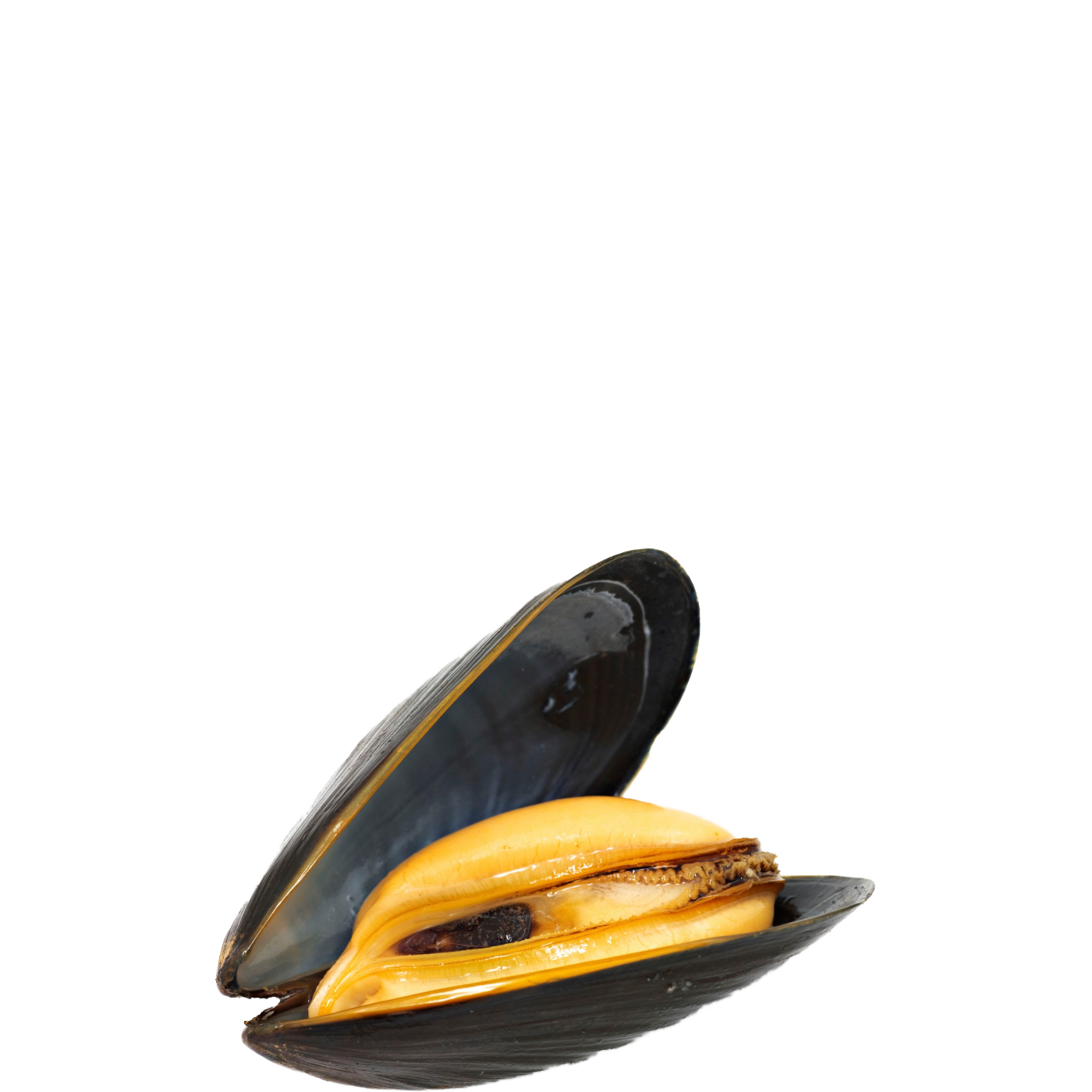 Mussels PNG Pic Background
