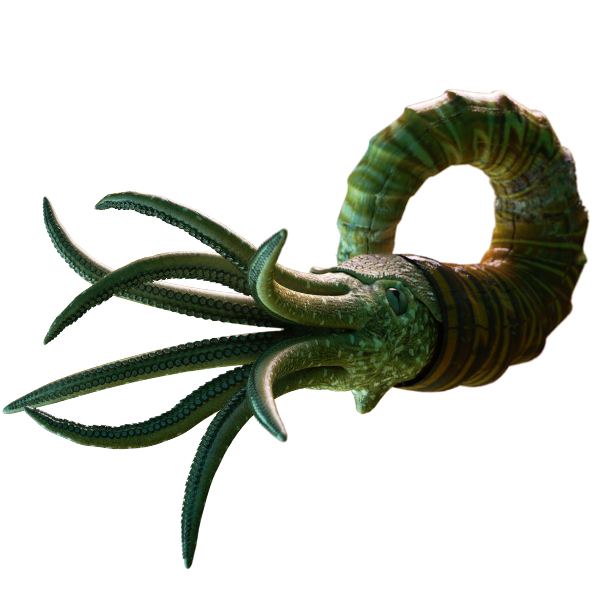 Nautiloid PNG HD Quality