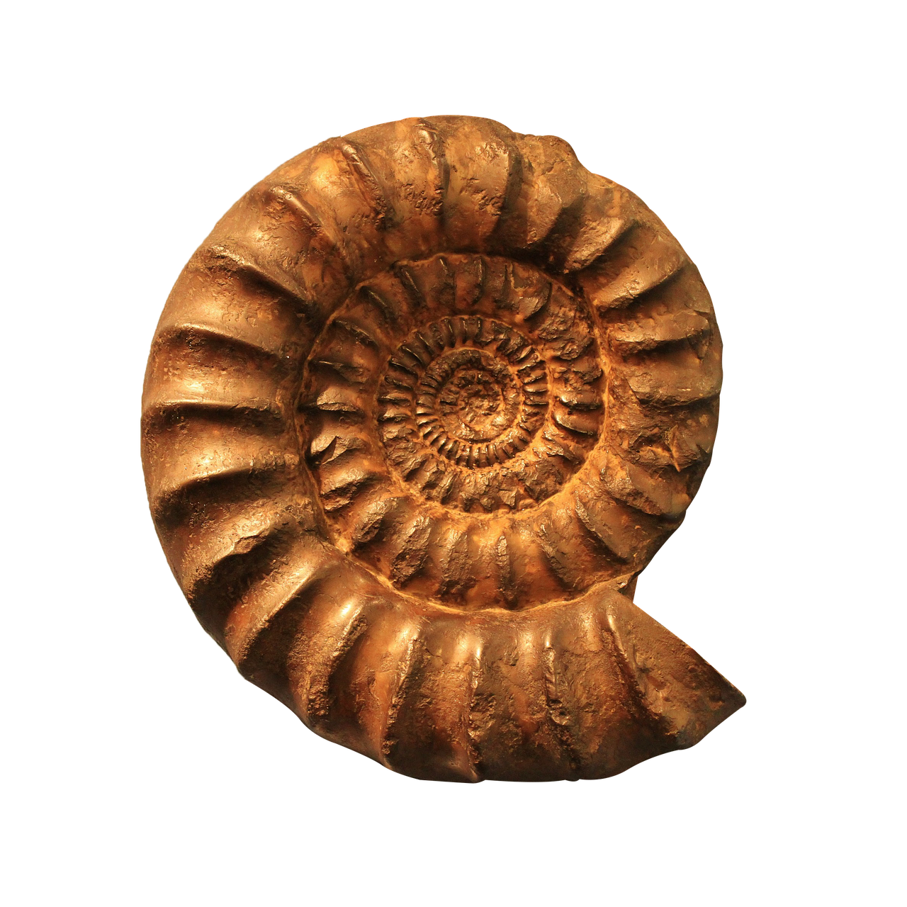 Nautiloid PNG Images HD