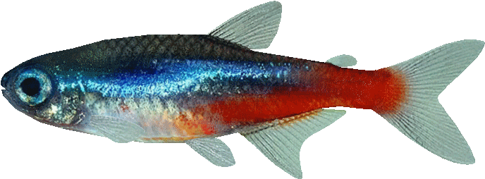 Neon Tetra Background PNG Image