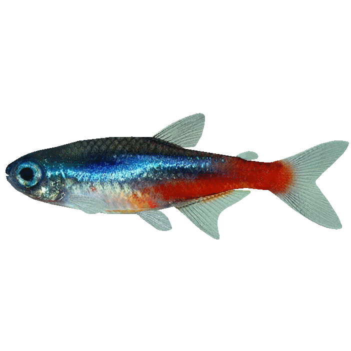 Neon Tetra Download Free PNG