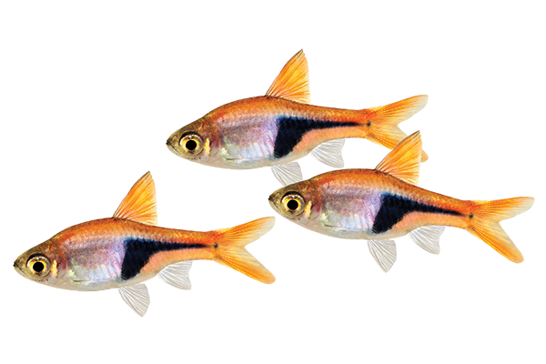 Neon Tetra PNG Background