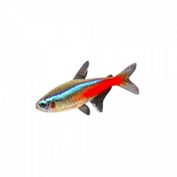 Neon Tetra PNG Images HD