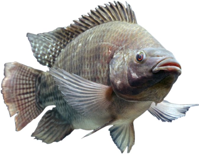 Nile Tilapia PNG Clipart Background