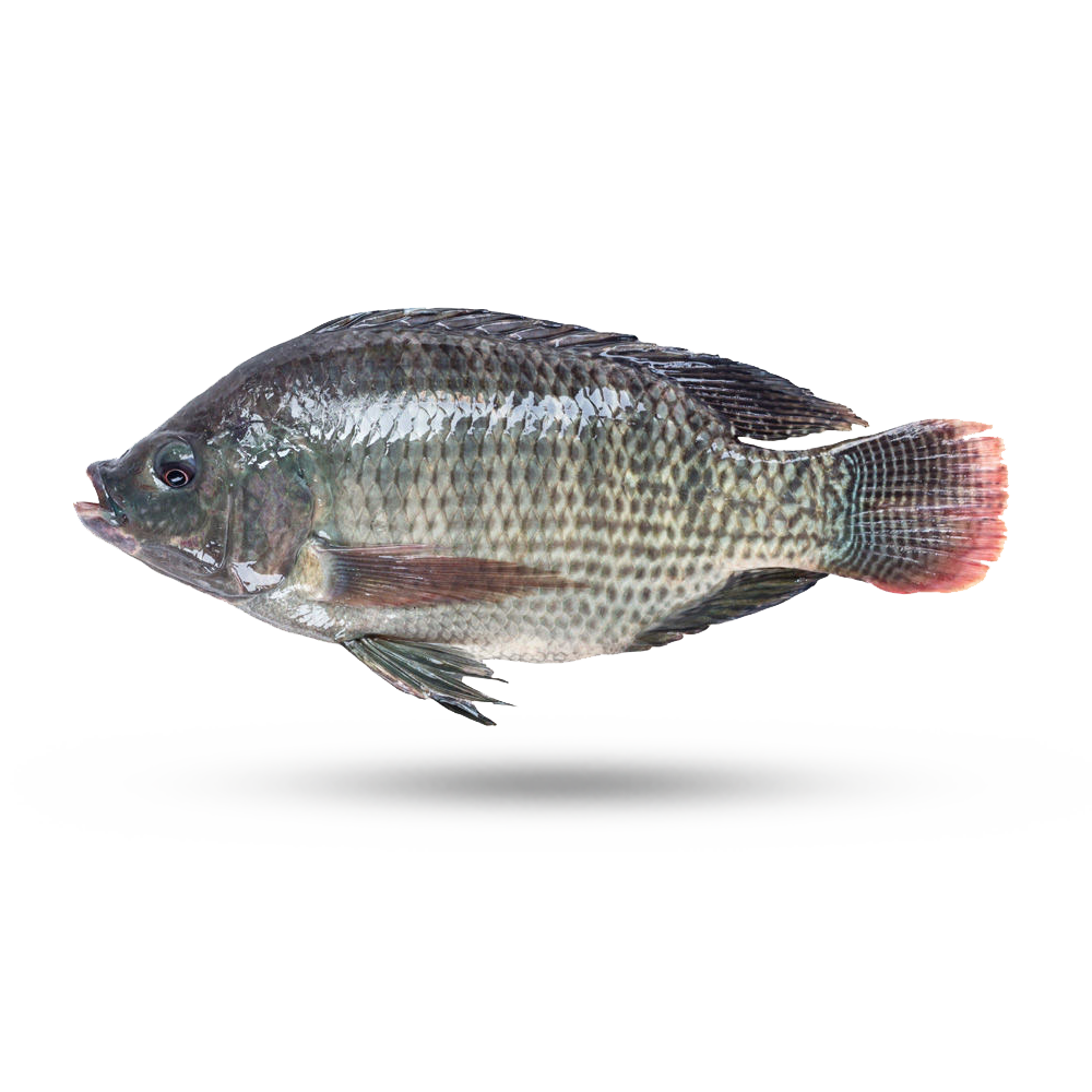 Nile Tilapia PNG Images HD