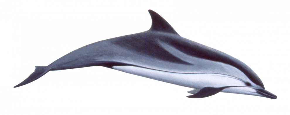 Oceanic Dolphins Background PNG Image